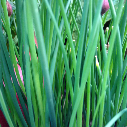 Chive Seeds