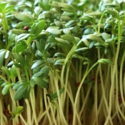 Cress Seeds Large Grower Pack