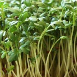 Cress Seeds