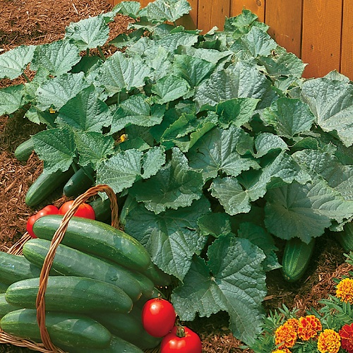 Blikkenslager gradvist Næste Bush Cucumber Seeds, Bush Champion