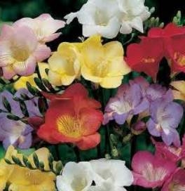 Freesia Bulbs -  Single Mixed