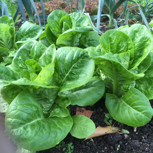 Little Gem Lettuce Seeds