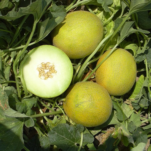 Melon Galia Co Obsahuje