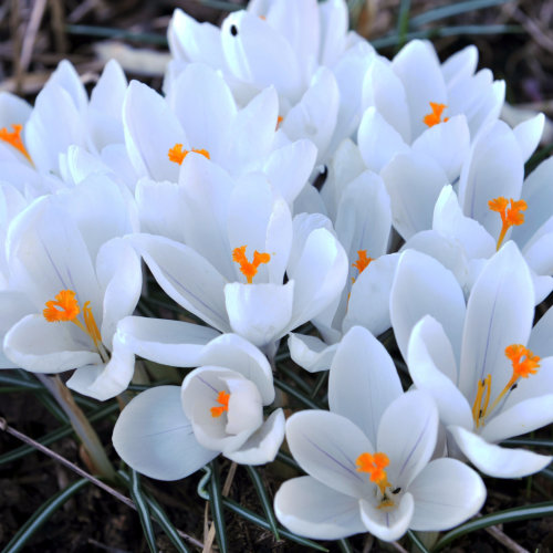 Crocus Large Flowered White