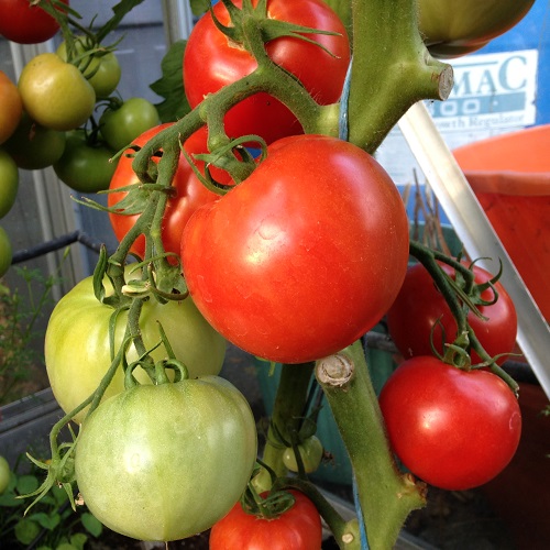 Tomato Ailsa Craig seeds early maincrop tomato variety for greenhouse or  outdoor