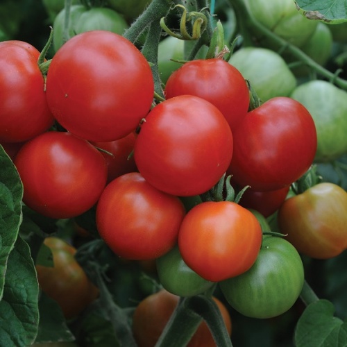 RHS TOMATO Outdoor Girl Seeds