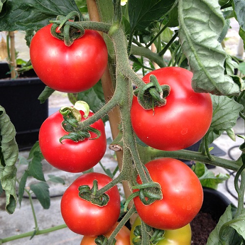 Tomato Shirley Seeds for Greenhouse Growing, High Yield Vegetable Crop