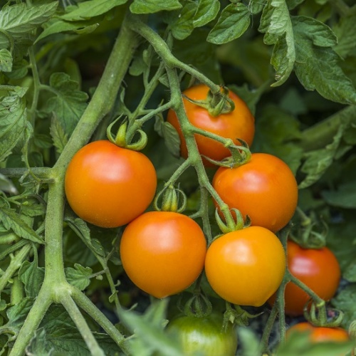 early blight resistant tomato varieties early blight resistant tomato varieties