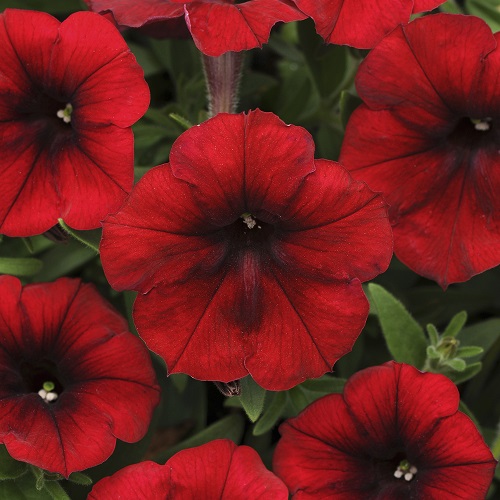 Trailing Petunia Seeds Red Velour