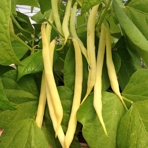 Yellow Climbing French Bean Seeds Sunshine