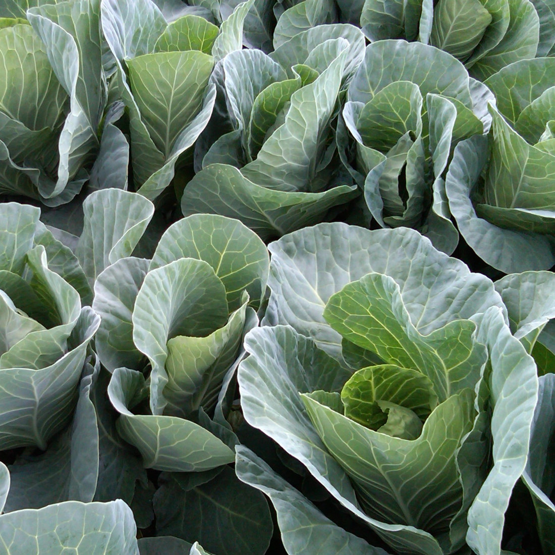 Pointed Cabbage Winterjewel Seeds