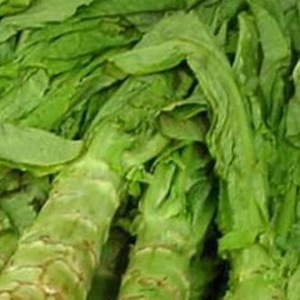 Celtuce