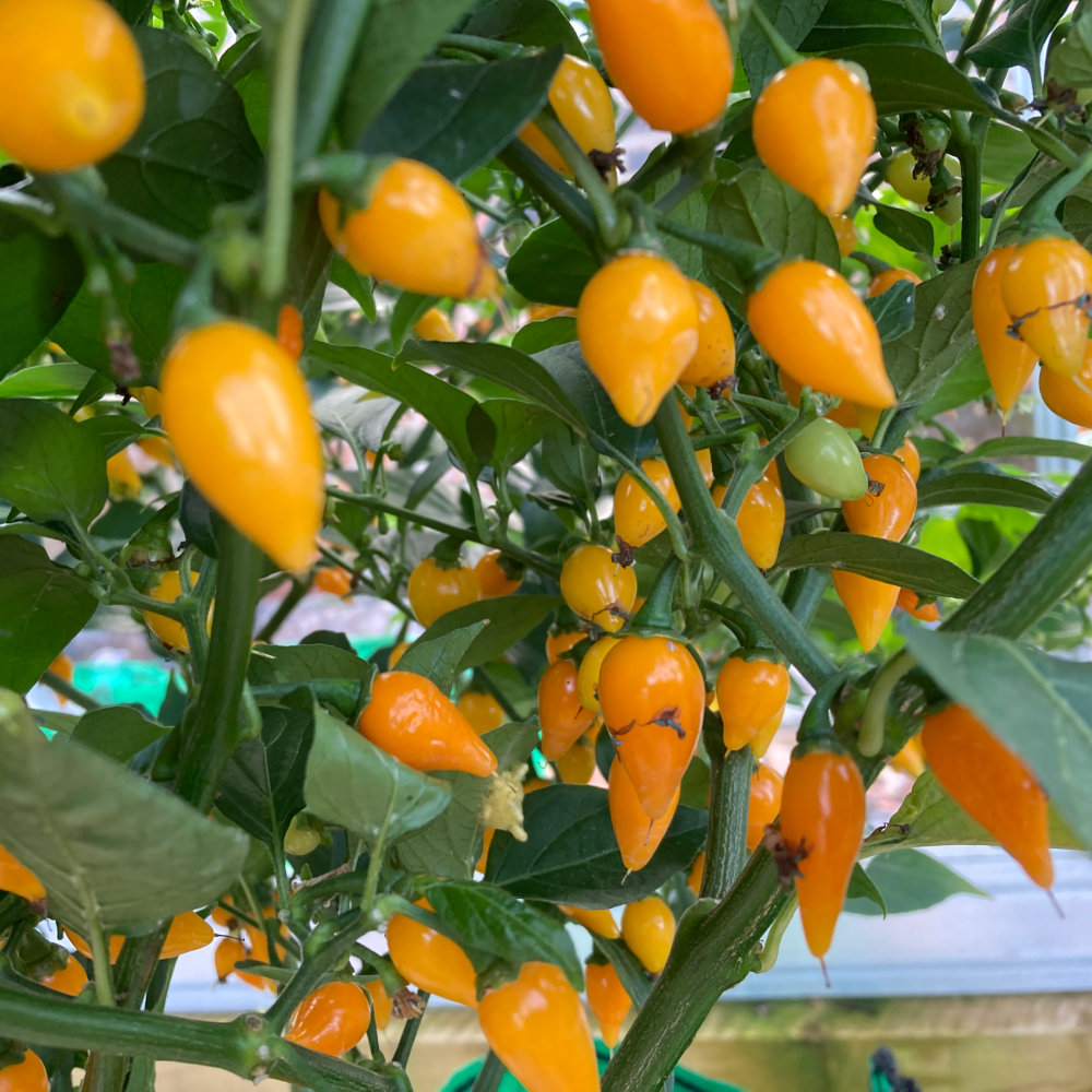 Math Yellow Chilli Chilli Biquinho Yellow Seeds Mild Brazilian Snacking Pepper Variety