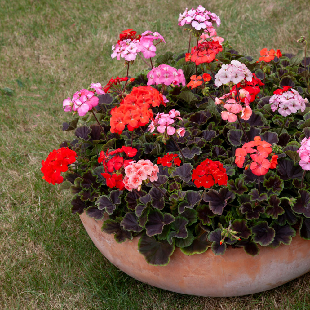 thumbnail image 2 of Ringo 2000 Red Geranium Seeds – 12 Fresh Seeds For Planting, Free Shipping 2 of 6