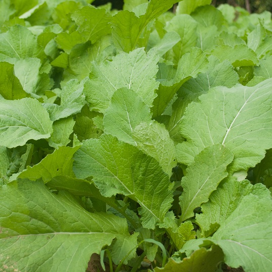 Green Manure Seeds White Mustard Multiple Quantities 