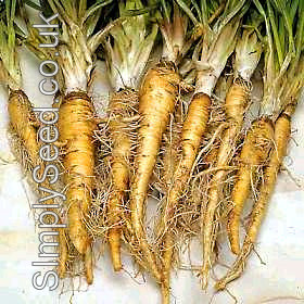 Salsify