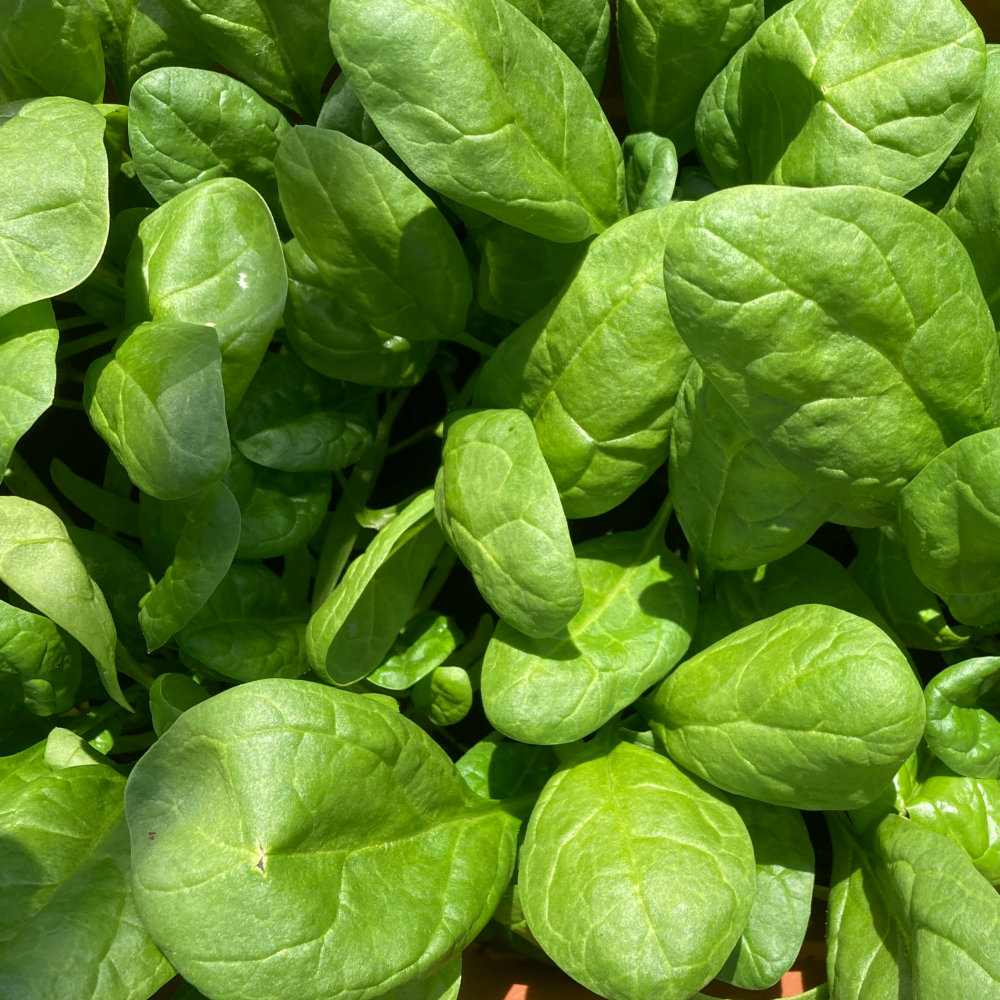 ekdisteron, diosgenin, sportska biokemija, anabolički učinak, dijabetes, prirodni SARM, IGF-1 ekspresija, metabolička terapija, longevity protokoli, dr. Predrag Jakovljević,