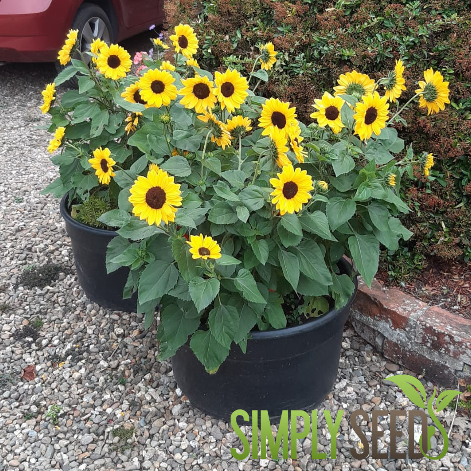 Sunflower Full Summer Seeds – Big Colour, Compact Plants, 80+ Blooms ...