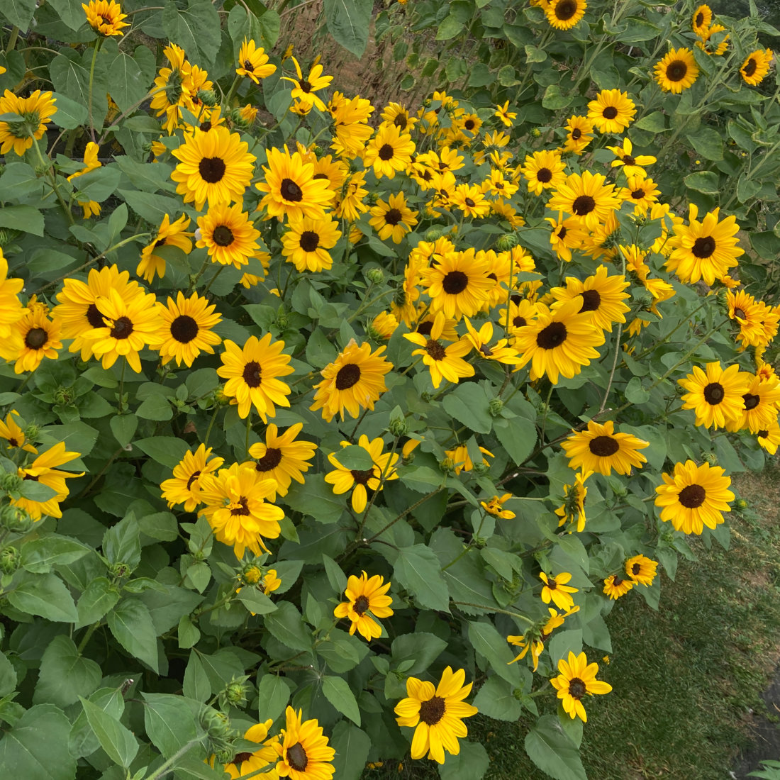 Sunflower Full Summer Seeds – Big Colour, Compact Plants, 80+ Blooms ...