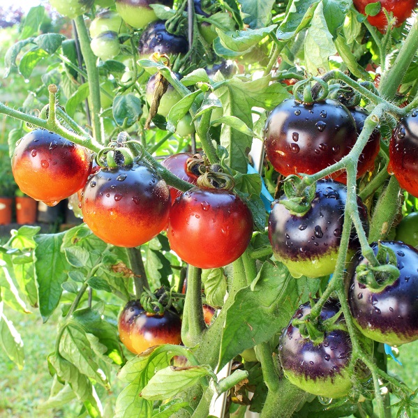Tomato Indigo Rose Seeds