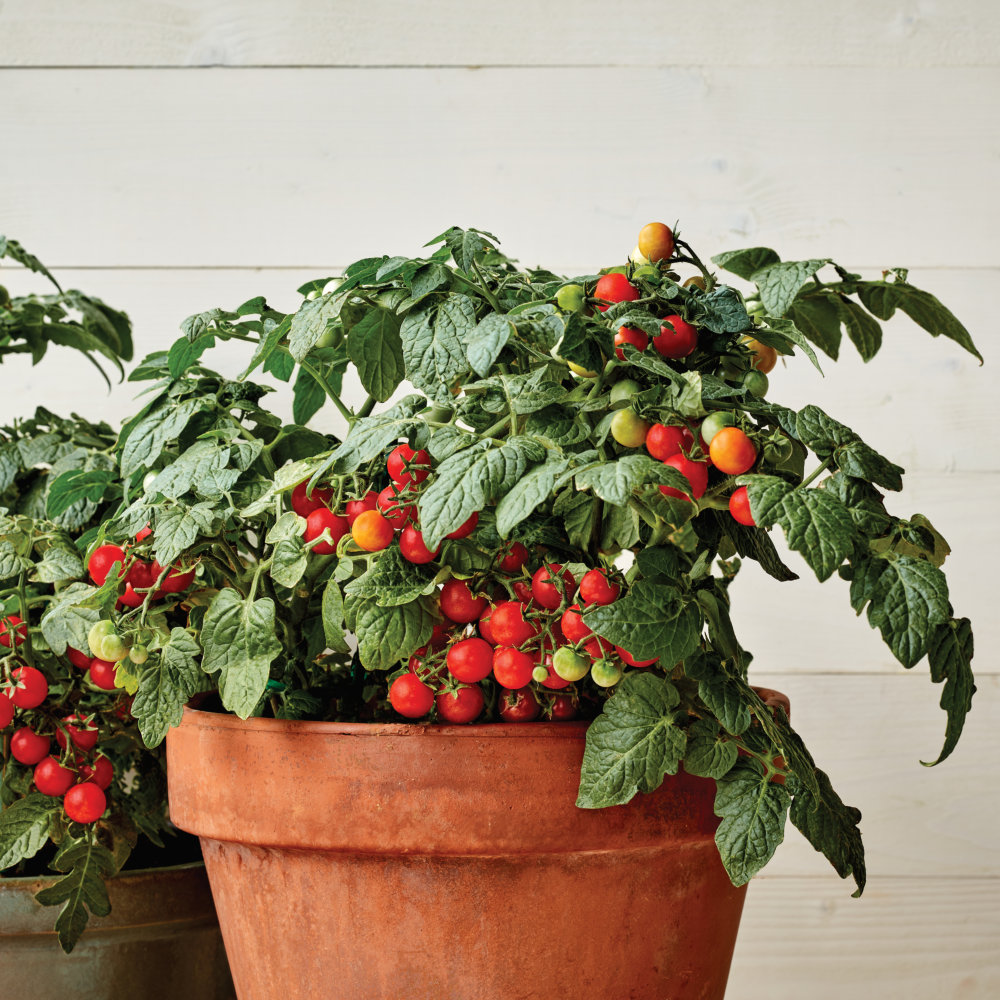 Tomato Veranda Red seeds compact patio tomato plants high yield ...