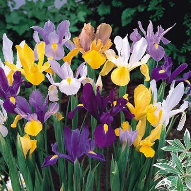 Iris Bulbs -  Dutch Mixed